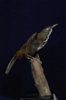 藏品(大彎嘴)的圖片